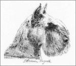 Schnauzer Géant - Schnauzer Géant