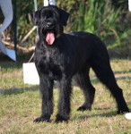 MOWE DU HAUT CUSSE - Schnauzer Géant (3 ans)