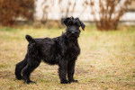 Photo Schnauzer Géant