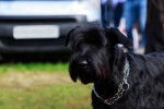 Photo Schnauzer Géant
