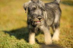 Photo Schnauzer Géant