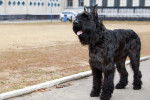 Photo Schnauzer Géant