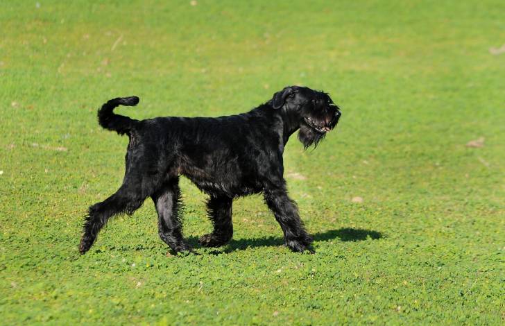 Photo Schnauzer Géant