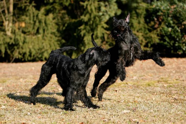 Photo Schnauzer Géant