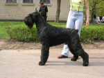 Schnauzer Geant, BODYK - Schnauzer Géant