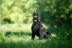 Photo Schnauzer Géant