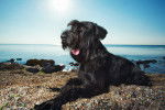 Photo Schnauzer Géant