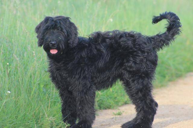 Riesenschnauzer (schnauzer géant) Médéa - Schnauzer Géant