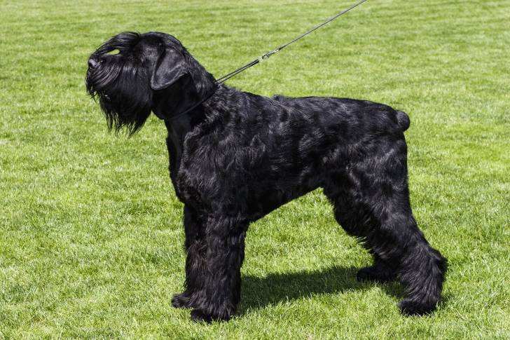 Photo Schnauzer Géant