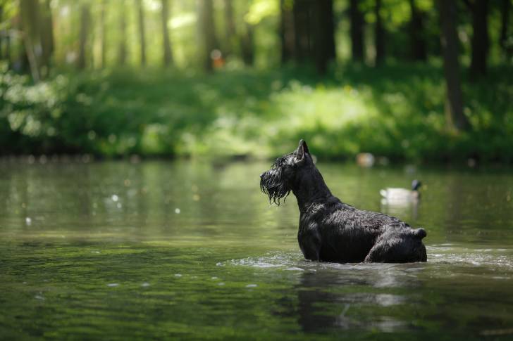 Photo Schnauzer Géant