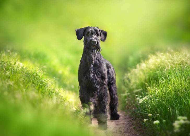 Photo Schnauzer Géant