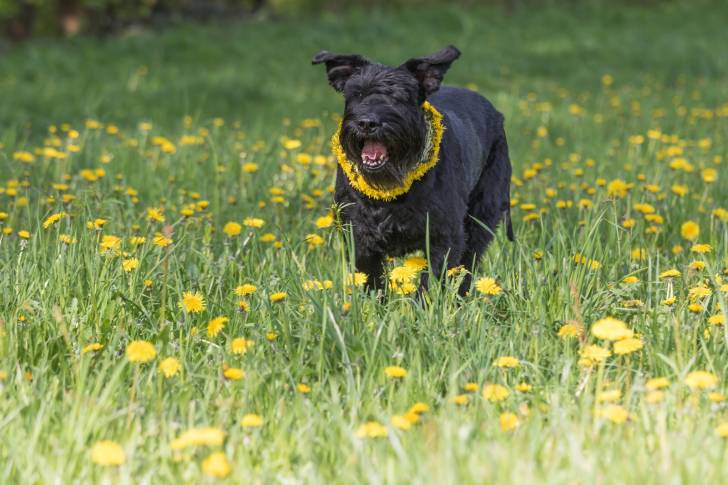 Photo Schnauzer Géant