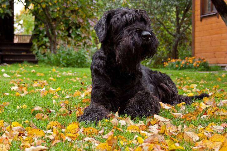 Photo Schnauzer Géant