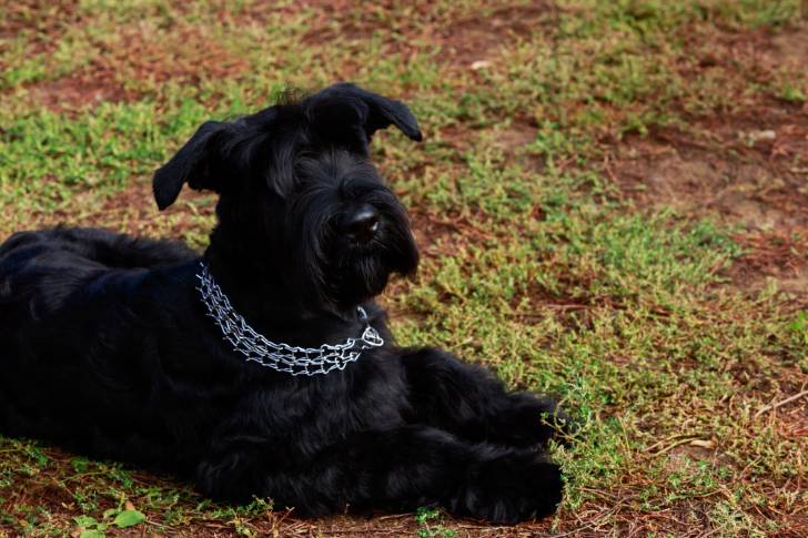 Photo Schnauzer Géant