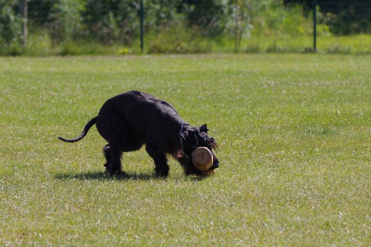 Photo Schnauzer Géant