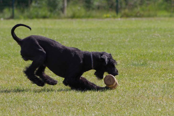 Photo Schnauzer Géant