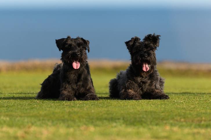 Photo Schnauzer Géant