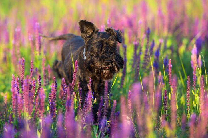 Photo Schnauzer Géant