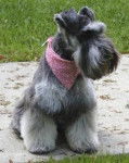 Schnauzer Nain - Schnauzer Nain