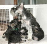 Schnauzer Nain - Schnauzer Nain