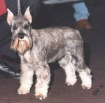 Schnauzer Nain - Schnauzer Nain