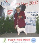 Schnauzer Nain - Schnauzer Nain