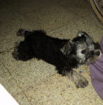 princesa - Schnauzer Nain (4 mois)