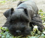 Chispa - Schnauzer Nain (5 mois)