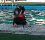 Lucky - Schnauzer Nain Mâle (3 ans)