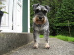 Photo Schnauzer Nain