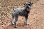 Photo Schnauzer Nain