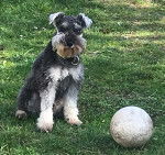 Odyssey - Schnauzer Nain Mâle (1 an)
