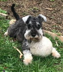 Odyssey - Schnauzer Nain Mâle (1 an)