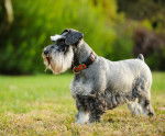 Photo Schnauzer Nain