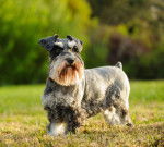 Photo Schnauzer Nain