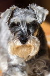 Photo Schnauzer Nain