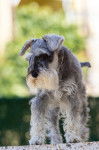 Photo Schnauzer Nain
