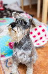 Photo Schnauzer Nain