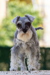 Photo Schnauzer Nain