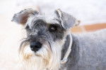 Photo Schnauzer Nain