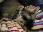 Photo Schnauzer Nain