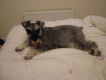 Photo Schnauzer Nain