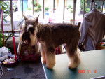 Photo Schnauzer Nain