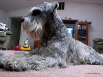 Photo Schnauzer Nain