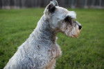 Photo Schnauzer Nain