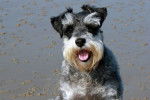 Photo Schnauzer Nain