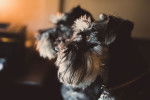 Photo Schnauzer Nain