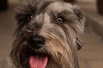 Photo Schnauzer Nain