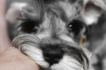 Photo Schnauzer Nain