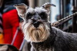 Photo Schnauzer Nain